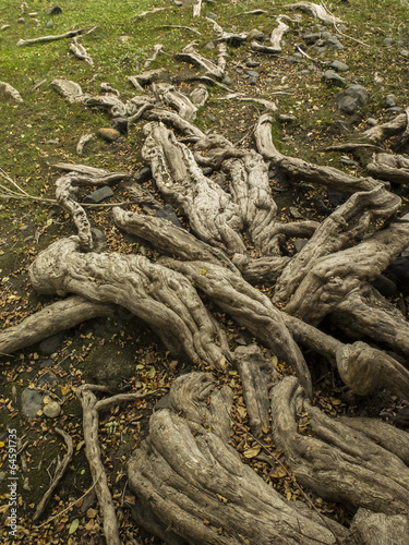Photo: Raices de Patagua. Árbol de costa Raices de Patagua. Árbol de costa
