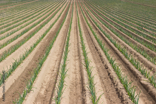 Photo: junge Zwiebeln auf dem Feld in der Landwirtschaft junge Zwiebeln auf dem Feld in der Landwirtschaft