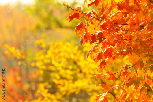 Photo: bright autumn leaves in the natural environment bright autumn leaves in the natural environment