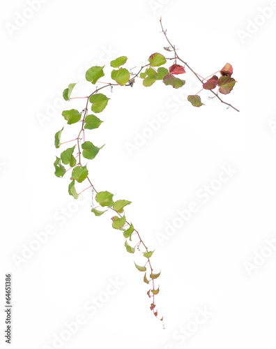 Photo: ivy leaves isolated on a white background ivy leaves isolated on a white background