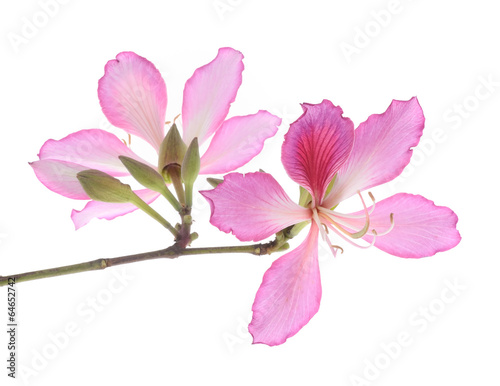 Photo: Hong Kong Orchid Hong Kong Orchid