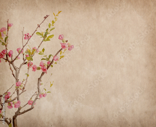 Photo: scarlet Malus spectabilis flower on old paper scarlet Malus spectabilis flower on old paper