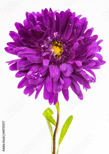 Photo: aster isolated aster isolated
