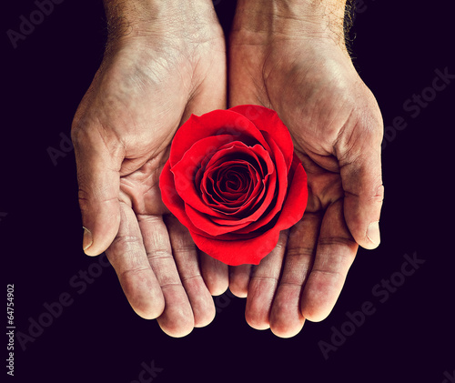 Photo: rose in hands rose in hands