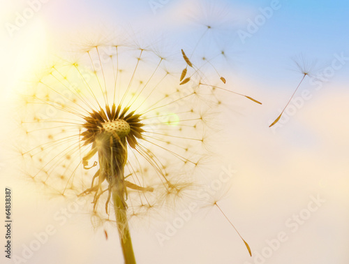  Pusteblume mit fliegenden Schirmchen im Sonnenlicht