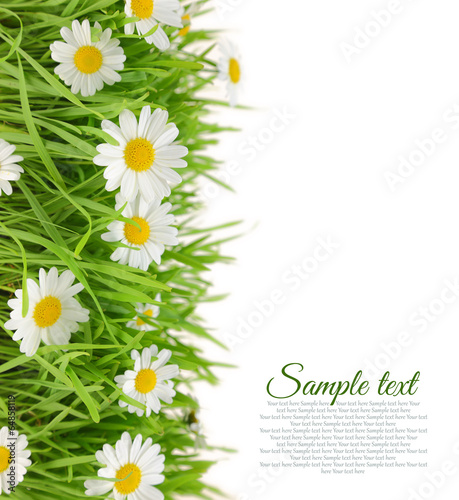 Photo: White flowers with fresh grass and copy-space White flowers with fresh grass and copy-space