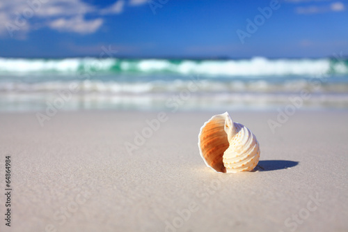 Photo: Beautiful tropical shell on the beach vacation Beautiful tropical shell on the beach vacation