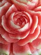 Special rose Special rose