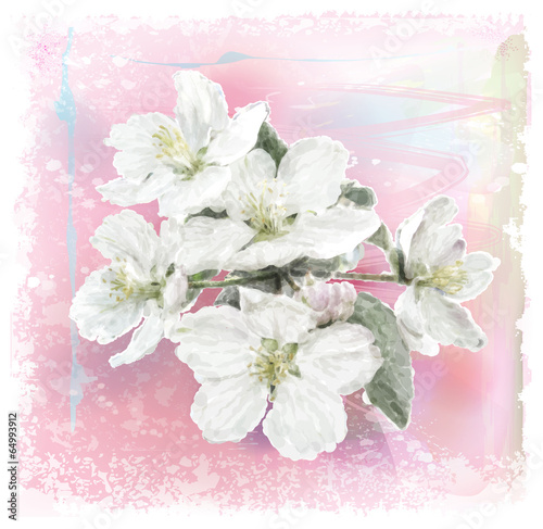 Vector: Apple flower blossoms in full bloom Apple flower blossoms in full bloom