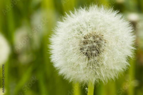 Photo: Dandelion Seeds Dandelion Seeds