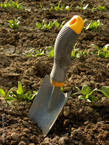 Photo: small shovel with spinach bed at the background small shovel with spinach bed at the background