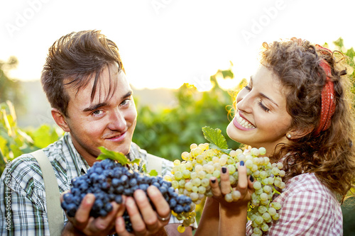 Photo: farmers showing grapes in a vineyard farmers showing grapes in a vineyard