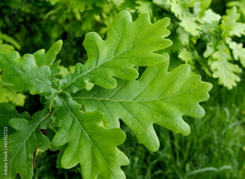 Photo: leaves of oak tree leaves of oak tree