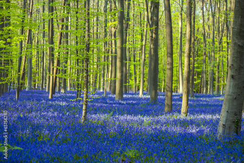 Photo: blue and green / colorful bluebells forest blue and green / colorful bluebells forest