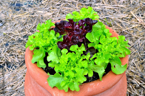 Photo: lettuce salad lettuce salad