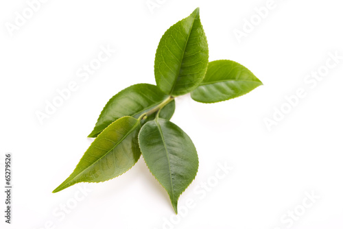 Photo: fresh tea leaves isoalted on the white background fresh tea leaves isoalted on the white background