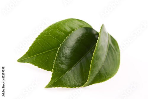 Photo: fresh tea leaves isoalted on the white background fresh tea leaves isoalted on the white background