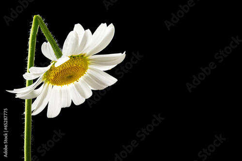 Photo: Beautiful fresh white summer daisy Beautiful fresh white summer daisy
