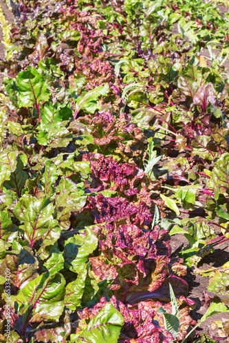 Photo: Vegetable Garden Vegetable Garden