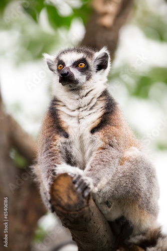 Photo: lemur (lemur catta) lemur (lemur catta)