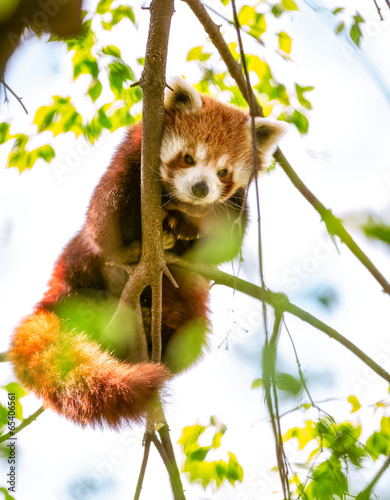 Photo: Red Panda or Lesser Panda. Red Panda or Lesser Panda.