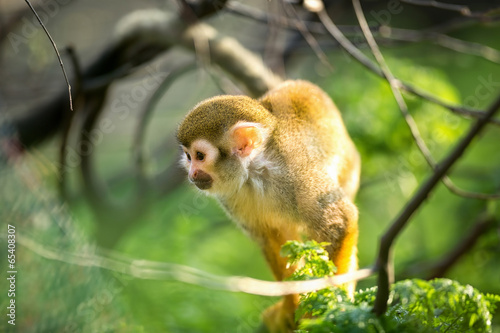 Photo: squirrel monkey squirrel monkey