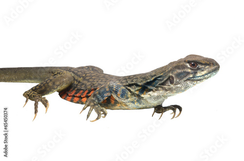 Photo: Butterfly Agama Lizard isolated on white background Butterfly Agama Lizard isolated on white background