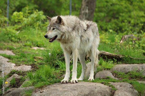 Grey wolf standing on a rock in a forest environment - 65475738