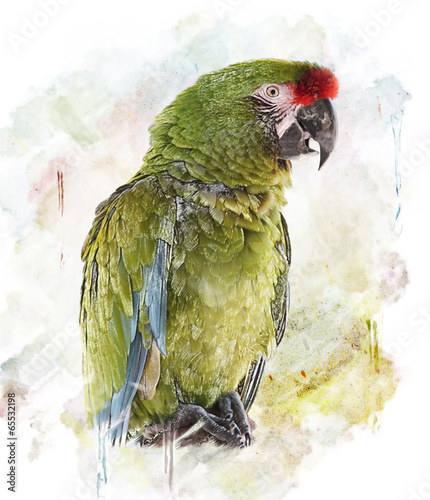 Watercolor Image Of Parrot