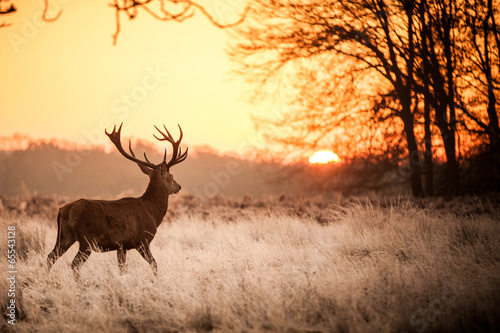 Red Deer in Morning Sun. - 65543128