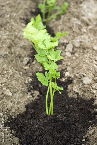 Photo: Parsley growing in the garden Parsley growing in the garden