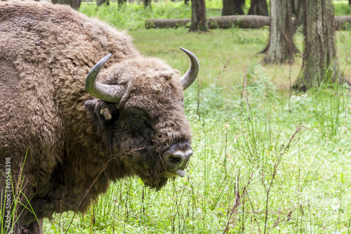 Photo: Bialowieski National Park - Poland. Aurochs head. Bialowieski National Park - Poland. Aurochs head.