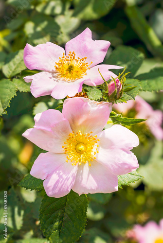Photo: Pink Eglantines Pink Eglantines
