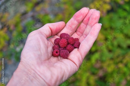 Photo: Freshly picked red raspberries in a womans hand. Freshly picked red raspberries in a womans hand.