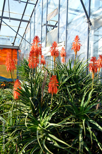 Photo: Aloe arborescens 'Compton' Aloe arborescens 'Compton'