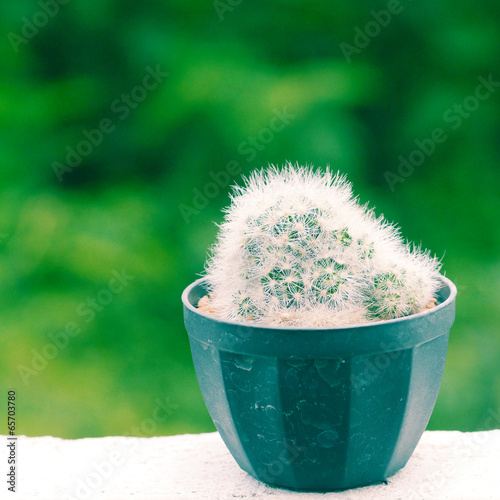 Photo: various of cactus with retro filter effect various of cactus with retro filter effect