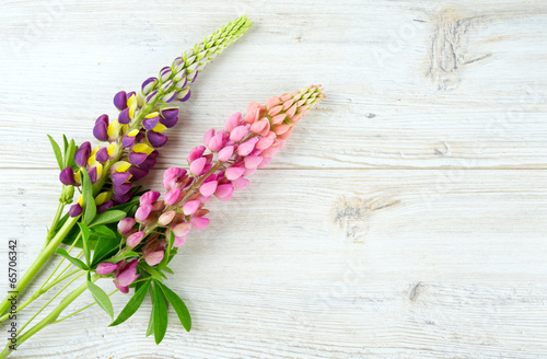 Photo: lupine over white wooden background lupine over white wooden background