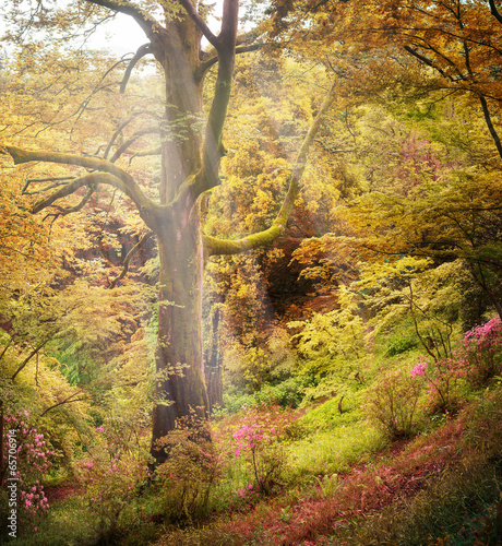 Photo: Forest in Autumn Forest in Autumn
