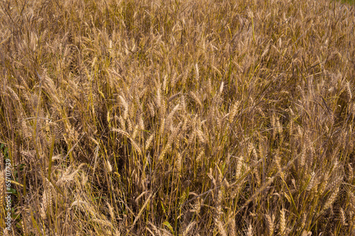 Photo: Grano Grano