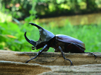 hercules beetle for sale