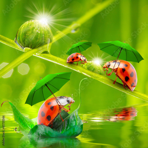 Little ladybugs with umbrella walking on the grass.