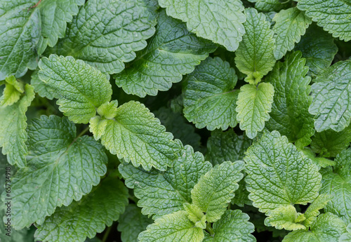 Photo: Nature background of mint leaves. Nature background of mint leaves.