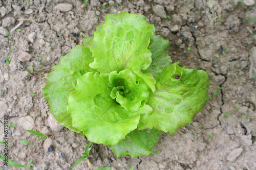 Photo: insalata nell'orto_ lattuga insalata nell'orto_ lattuga