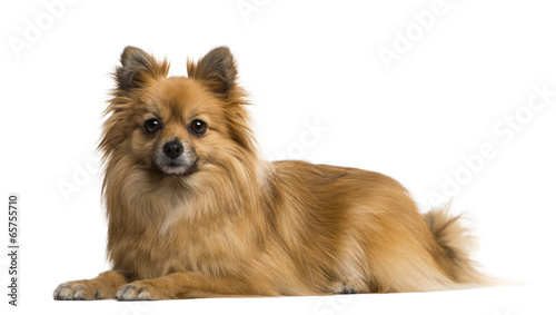 Photo: German Spitz German Spitz