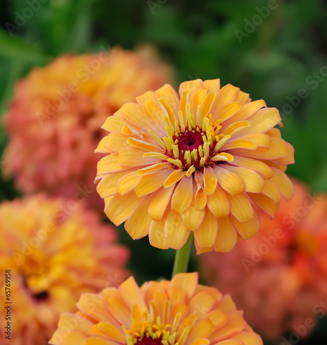Photo: chrysanthemums chrysanthemums