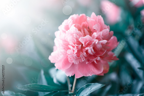 Photo: peonies blooming in the garden peonies blooming in the garden