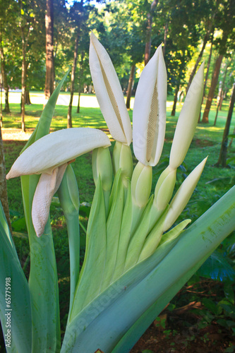 Photo: close up flower of Elephant ear close up flower of Elephant ear