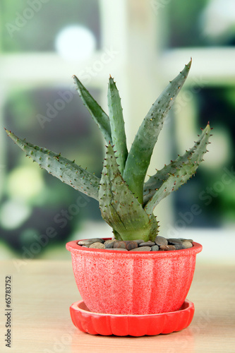 Photo: Aloe in flowerpot, on wooden windowsill Aloe in flowerpot, on wooden windowsill