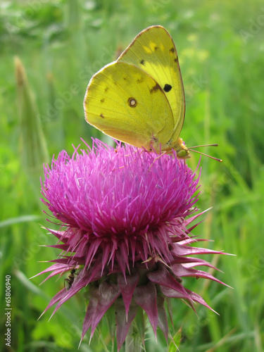 Photo: Colias alfacariensis butterfly pollinates Carduus nutans flower Colias alfacariensis butterfly pollinates Carduus nutans flower