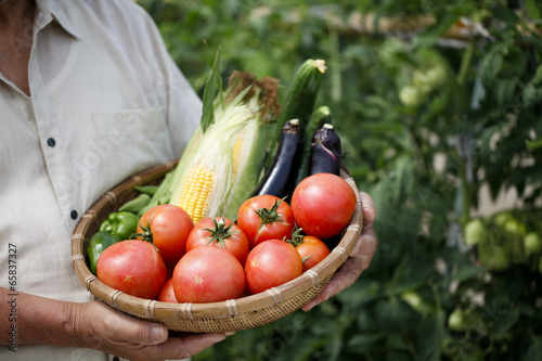 Photo: 夏野菜の収穫を喜ぶシニア 夏野菜の収穫を喜ぶシニア